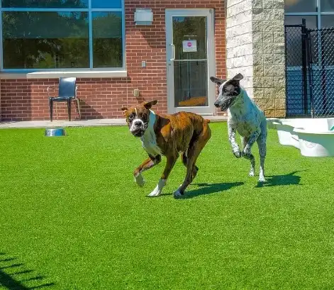 Two playful dogs running on artificial grass in a sunny outdoor area, showcasing their energy and joy.